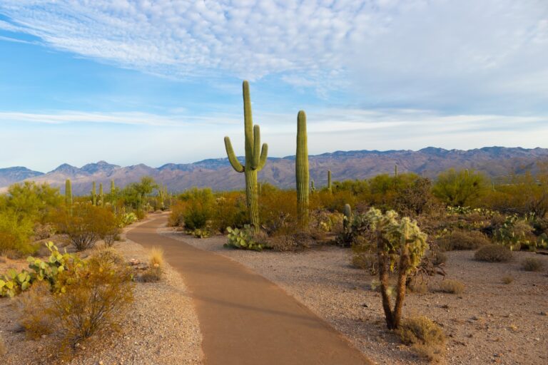 green cactus during daytime